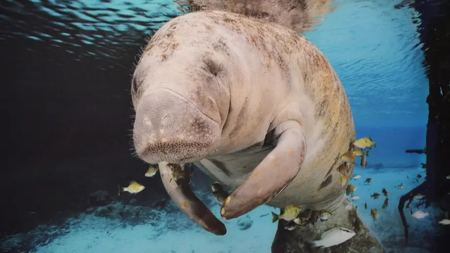 Dugong Boat Trip